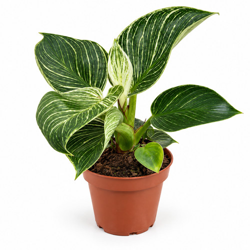 Philodendron birkin 30 cm - ca.,