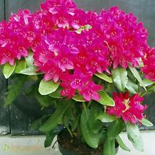 Rhododendron Roseum Elegans Rosa Blüten winterhart Strauch im Topf