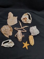 Frosch/ Panzerkrappe getrocknet, Seestern, Schnecken Sammlung Fossile 