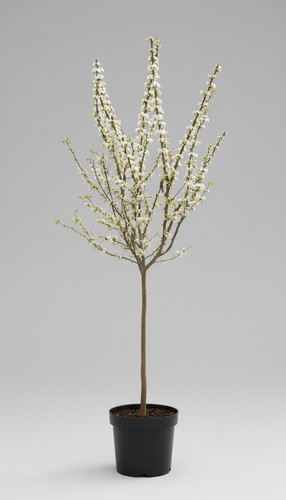 Judasbaum cercis shirobana - judasbaum,,