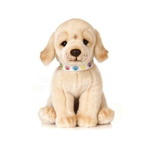 Golden labrador welpe - golden,