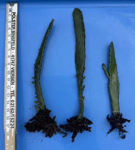 Opuntia ableger - opuntia, (feigenkaktus)