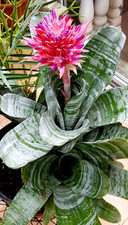 Bromelie Zimmerpflanze ca 25cm hoch ohne Blüte, Versand im Wurzelballen