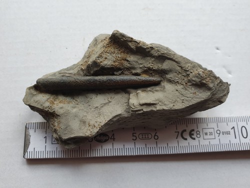 Belemnopsis roettingensis - , in
