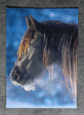 Postkarte Friese,Pferd,Pferde,Tier,Tiere,Horse,Pferdepostkarten,AK,Ansichtskarte