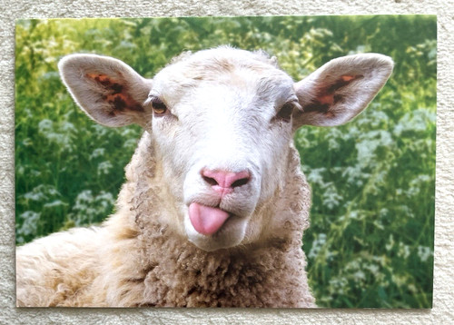 Postkarte hausschaf schaf - 1,