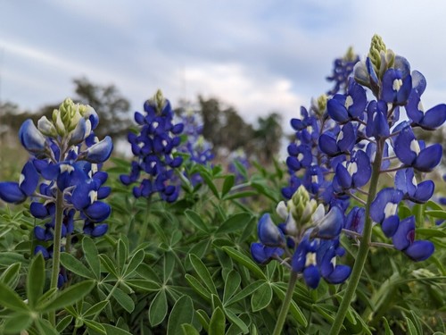 150 samen bitter lupine blau - samen,