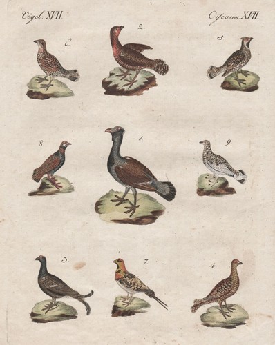 Auerhahn birkhahn hühner - birkhahn,