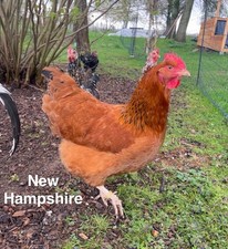 Bruteier New Hampshire