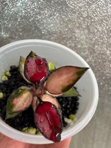 Rare hoya lacunosa - rare,