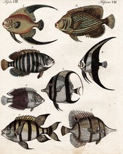 Klip-Fische Schnabelfisch fishes Asia Afrika Kupferstiche engraving Bertuch 1792