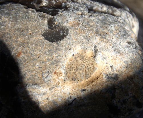 Feuerstein fossilien - feuerstein,