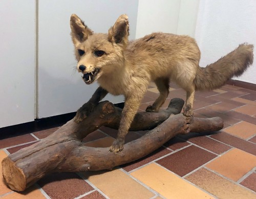 Ausgestopfte füchse fuchs - ausgestopfte, füchse,
