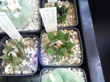 Ariocarpus , verschiedene