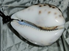 XXL Leopaden Kauri Muschel Schnecke Meeresschnecke Cypraea moneta Paradies Meer