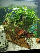 aquarium komplett 120l mit Besatz