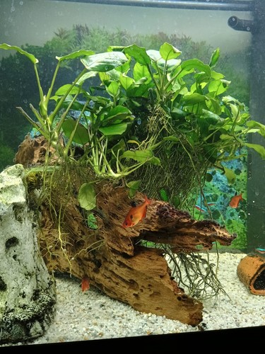 Aquarium komplett 120l mit - komplett,