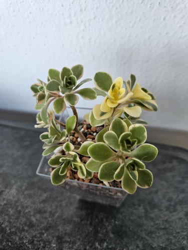 Sukkulente aeonium domestecum - aeonium,