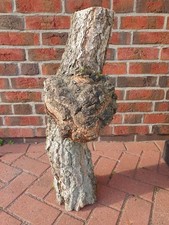 Maserknolle / Baumkrebs Birke