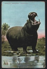 Nilpferd mit aufgerissenem