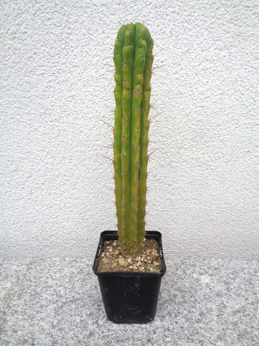 Säulenkaktus echinopsis - säulenkaktus,,