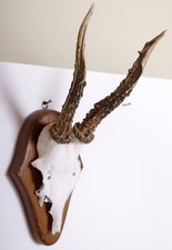 Schönes Spießer  Rehgehörn