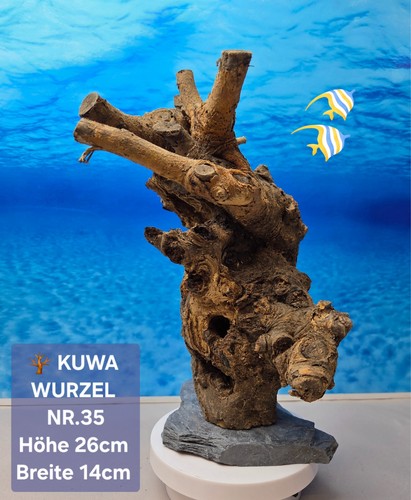 Aquarium kuwa wurzel - kuwa, auf