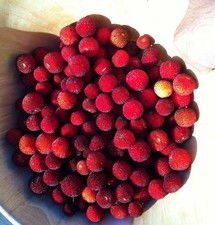 SAMEN MEER-KIRSCHE Erdbeerbaum Leckerbissen Wohnzimmer Samenzeit Aussaat Top Saa