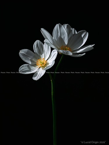 Foto blumen grafik design - foto, a4