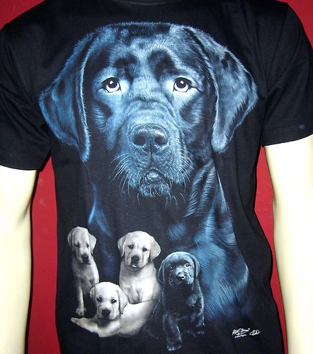 Tiermotiv hund retriever - hund,