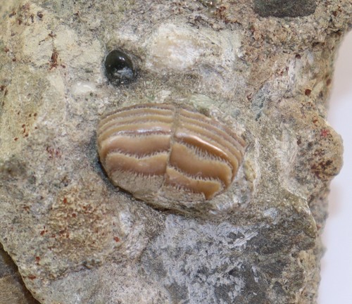 Rochenzahn myliobatis sp - rochenzahn,,