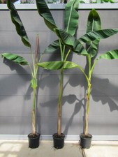 Musa sikkimensis 'red tiger' - Winterharte Bananen Pflanze 140-170cm