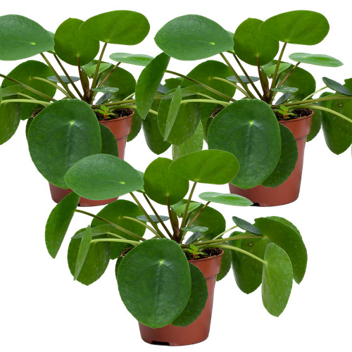 Bloomique 3er set pilea - -, 3er-set