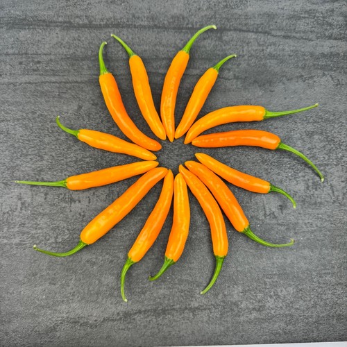 Bulgarian carrot chili - chili,