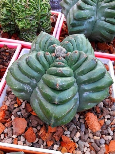 267t astrophytum kikko - astrophytum,