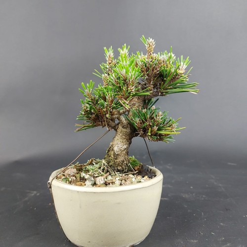 Bonsai schwarzkiefer pinus - -,