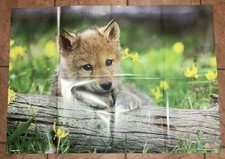 Medizini Poster, Junger Wolf, 6 / 2021