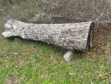 Walnuss baum - walnuss,