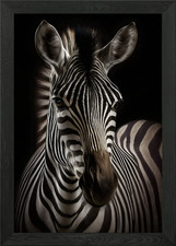 Zebra Portrait Foto gerahmt