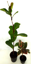 2 Pflanzen Gummibaum Ficus