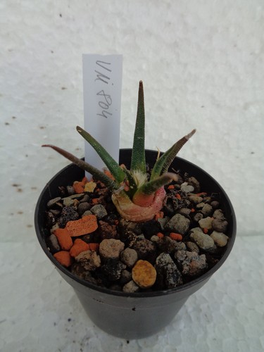 Ariocarpus agavoides vm804 - vm804, we