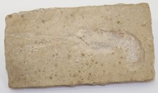 Panzerkrebs, Mecochirus sp