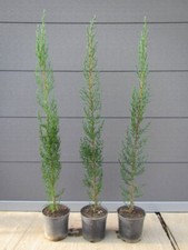 Cupressus sempervirens