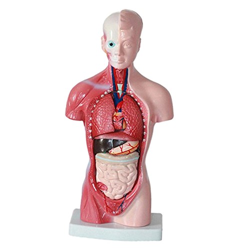 Menschlicher torso - menschlicher,