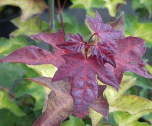 Ahorn cappadocicum aureum - ahorn,