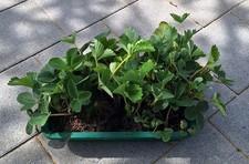 Erdbeerpflanzen senga - 10,