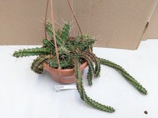 Echinocereus pentalophus,  kakteen sukkulenten Kaktus