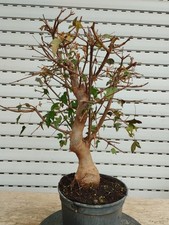 pre Bonsai Acer Buergerianum