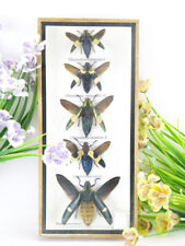 5x wunderschöne farbige