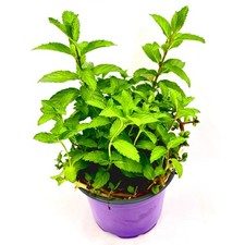 Mojito Minze       Mentha
